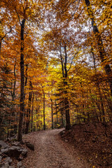 Colorful beech fall forest in Ordesa and Monte Perdido NP, Pyrenees, Aragon in Spain