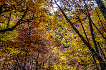 Obraz premium Colorful beech fall forest in Ordesa and Monte Perdido NP, Pyrenees, Aragon in Spain