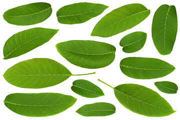 Walnut tree leaf collection closeup