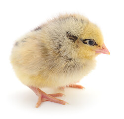 Small yellow chicken