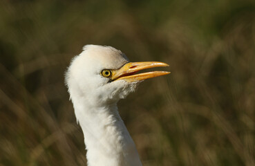 A head shot of a Cattle Egret, Bubulcus ibis, hunting for food in a field where cows are grazing.