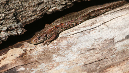 A Common Lizard, Zootoca vivipara, warming itself on a log in the spring sunshine.