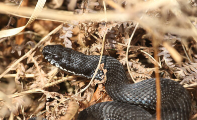 A rare Melanistic (black) Adder, Vipera berus, just out of hibernation basking in the morning sunshine.