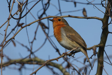 A pretty Robin, redbreast, Erithacus rubecula, perching on a branch of a tree in woodland.	
