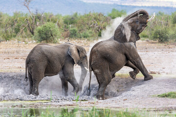 Fototapeta premium Elephant