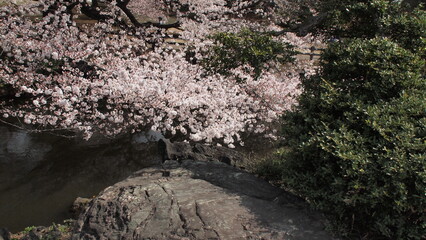 Spring