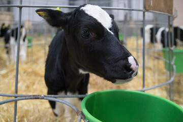 Young calves under the age of one year. Young individuals belong to artiodactyls. The young of some wild species are also sometimes referred to as calves.