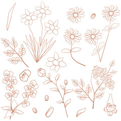 Rose Jacaranda Daisy Daffodils Orchid Flower Floral Leaf Outline Decoration Element