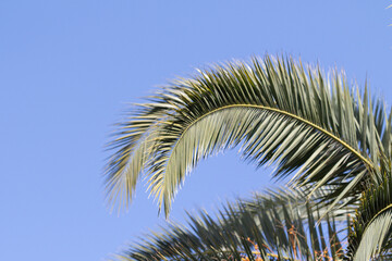 Palm trees, green leaves, natural landscape.