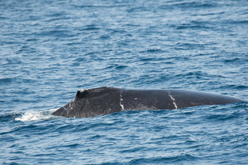Back of humpback whale off Kerama Islands