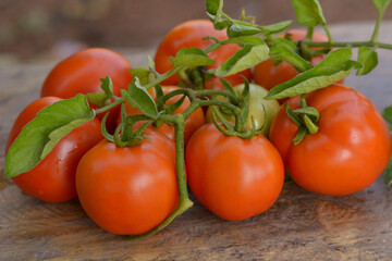 Tomatoes and leaf branches resting on an old wooden floor