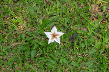 White flowers on the grass
