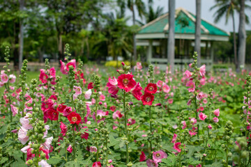 Fototapeta na wymiar Flowers are blooming in Chatuchak Park