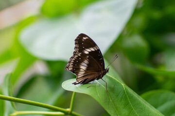 Naklejka na ściany i meble Butterfly standing on a leaf