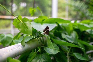 Butterfly standing on a leaf