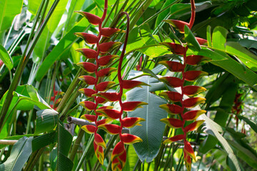 Flowers growing in the garden
