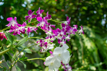 Orchids are blooming in the garden