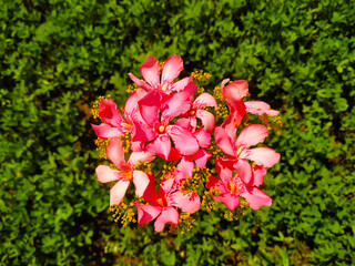 A beautiful red nerium oleander flowers on green leaves background
