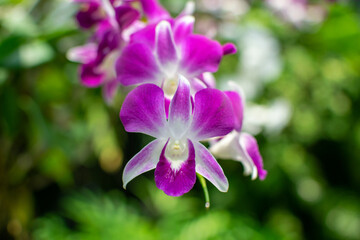 Orchids are blooming in the garden