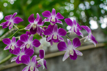 Orchids are blooming in the garden