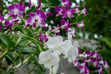 Orchids are blooming in the garden