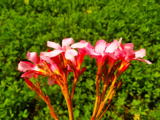 A beautiful view of red flower on nerium oleander against a green leaves