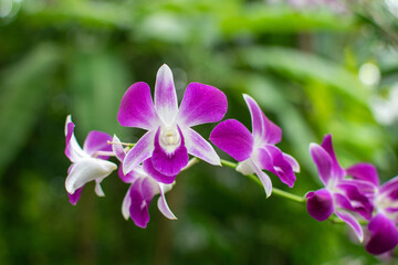 Orchids are blooming in the garden