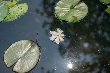 White flowers floating on water near lotus leaf