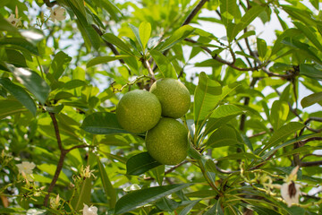 Cerbera odollam Gaertn in the park in Thailand