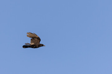 Carrion crow (Corvus corone) in flight over Frankfurt, Germany.