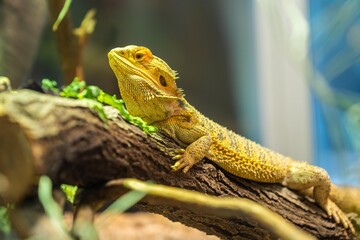 A yellow Bearded Dragon in Tucson, Arizona