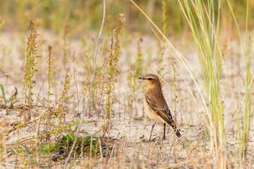 Northern wheatear (Oenanthe oenanthe) on Juist, East Frisian Islands, Germany.