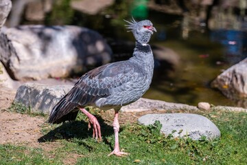 A speckled Guinea Fowl in Tucson, Arizona