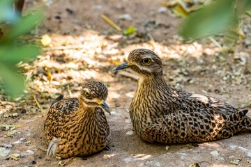 An Indian Stone Curlew in Tucson, Arizona