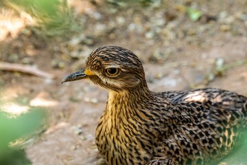 An Indian Stone Curlew in Tucson, Arizona
