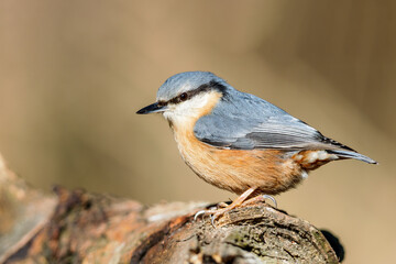 Eurasian nuthatch (Sitta europaea) in spring in the nature protection area Mönchbruch near Frankfurt, Germany.