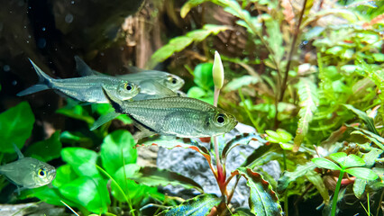 Flock of fish Costae Tetra (Moenkhausia costaea) in the plant aquarium. Aquarium flowering plant Bucephalandra with Tetra Fish.