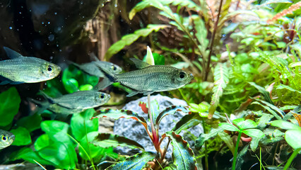 Flock of fish Costae Tetra (Moenkhausia costaea) in the green aquarium
