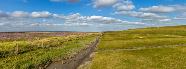 Deichvorland auf der Nordseeinsel Föhr
