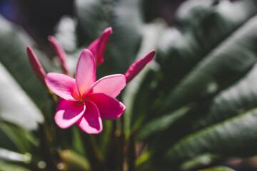 Fototapeta premium close-up of pink paradise frangipani plant with flowers in sunny backyard