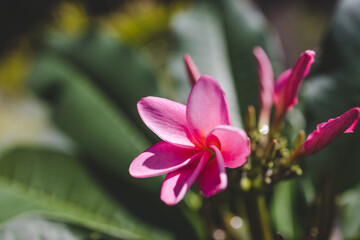 close-up of pink paradise frangipani plant with flowers in sunny backyard
