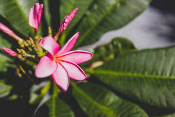 close-up of pink paradise frangipani plant with flowers in sunny backyard