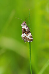 Pretty Marbled moth - Deltote deceptoria, small beautiful moth from European meadows and grassladns, White Carpathians, Czech Republic.