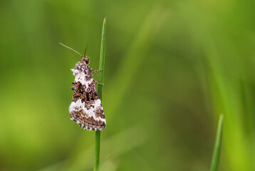Pretty Marbled moth - Deltote deceptoria, small beautiful moth from European meadows and grassladns, White Carpathians, Czech Republic.