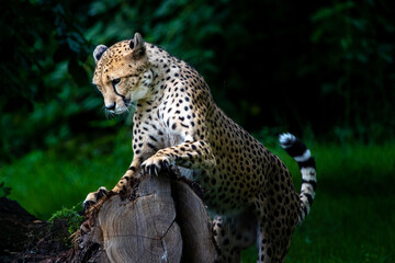 Leopard auf der Jagt