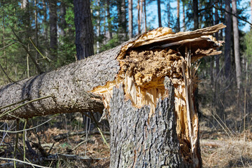 Windbruch - Durch Sturmschaden umgefallener Baum