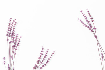 lavender on a white background