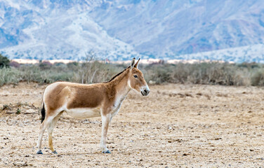 Onager is semi-domesticated donkey inhabits nature reserve parks in the Middle East