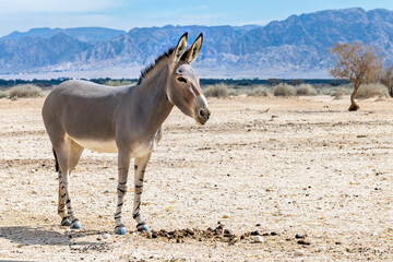 Somali wild donkey (Equus africanus) in nature reserve of the Middle East. This species is...