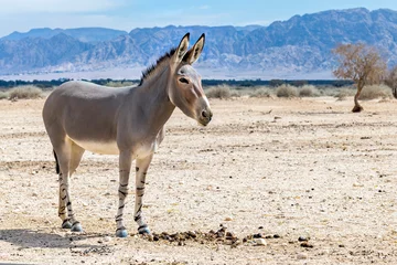 Tuinposter Somali wild donkey (Equus africanus) in nature reserve of the Middle East. This species is extremely rare both in nature and in captivity © sergei_fish13